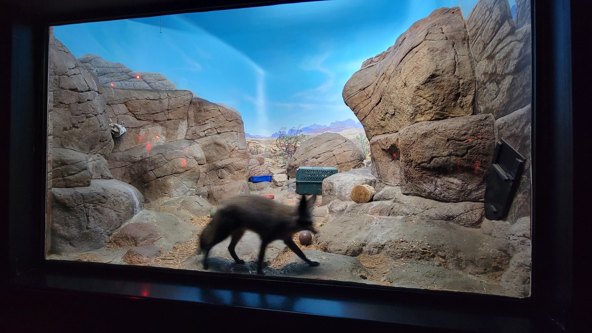 Sep. 2023 - Night Hunters - Bat-eared Fox Exhibit