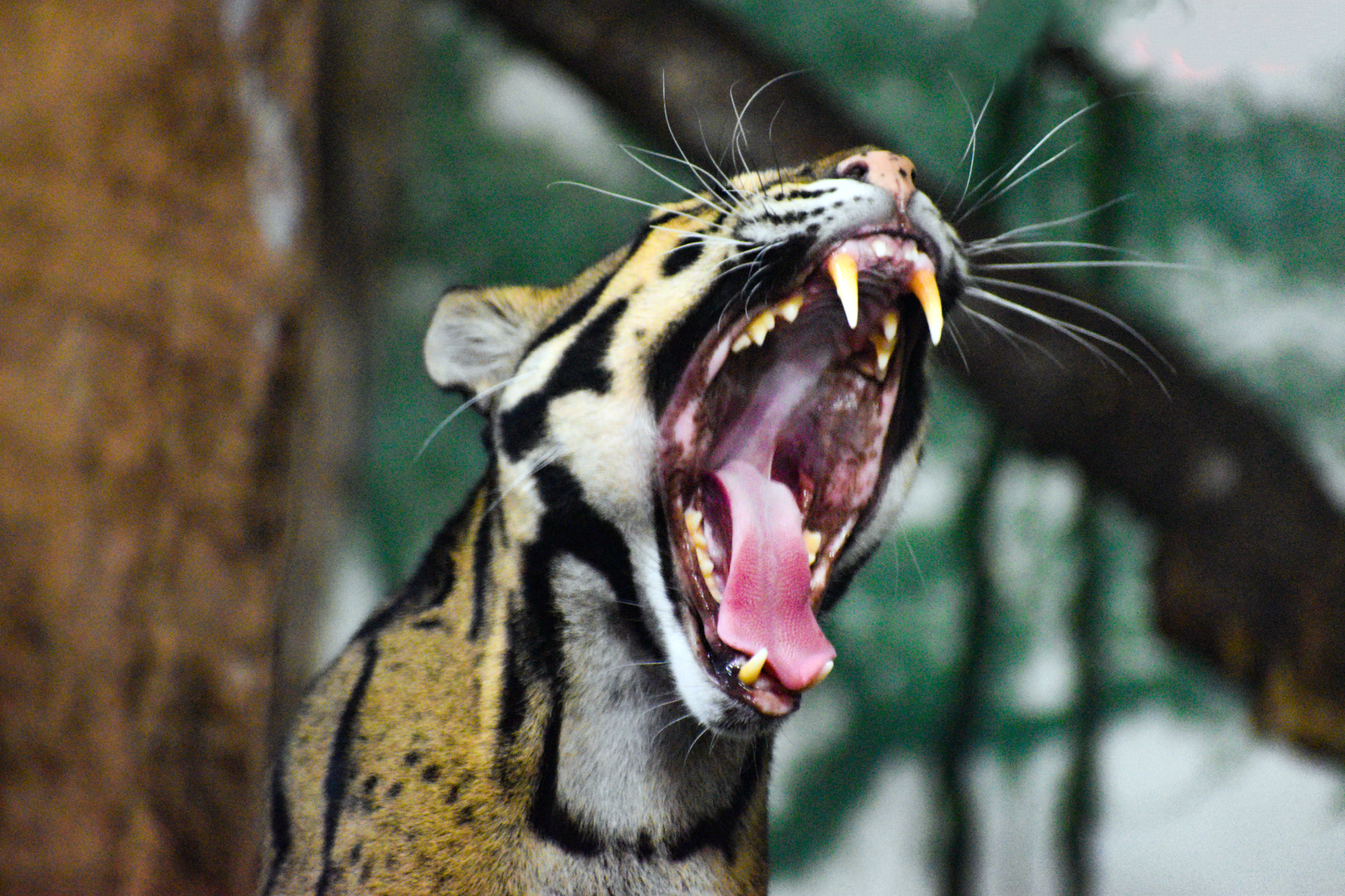 Sep. 2023 - Night Hunters - Clouded Leopard