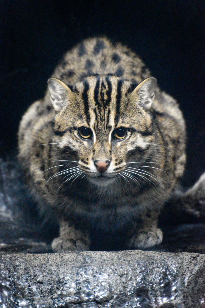 Sep. 2023 - Night Hunters - Fishing Cat