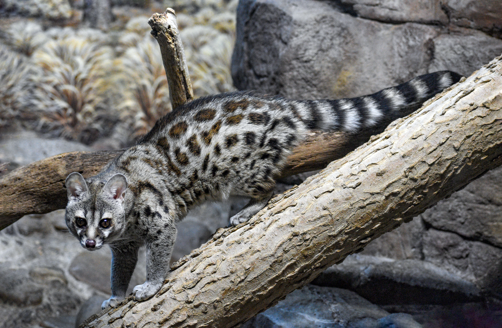 Sep. 2023 - Night Hunters - Large-spotted Genet