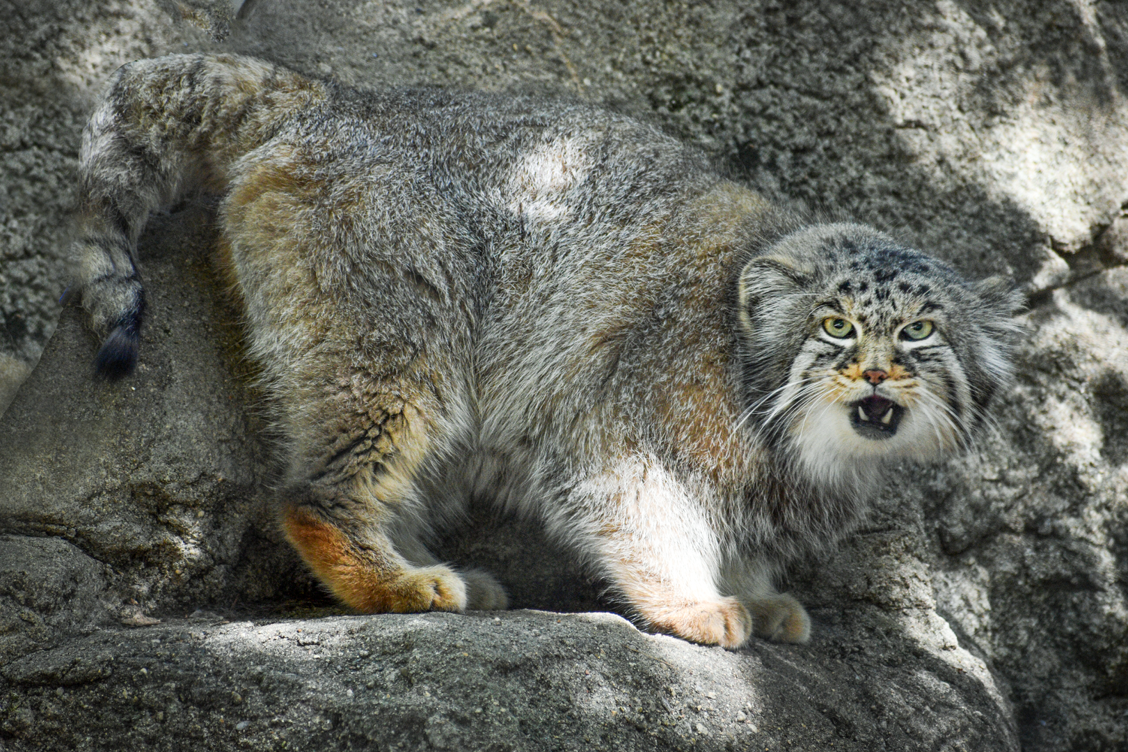 Sep. 2023 - Night Hunters - Pallas' Cat (Outdoors)