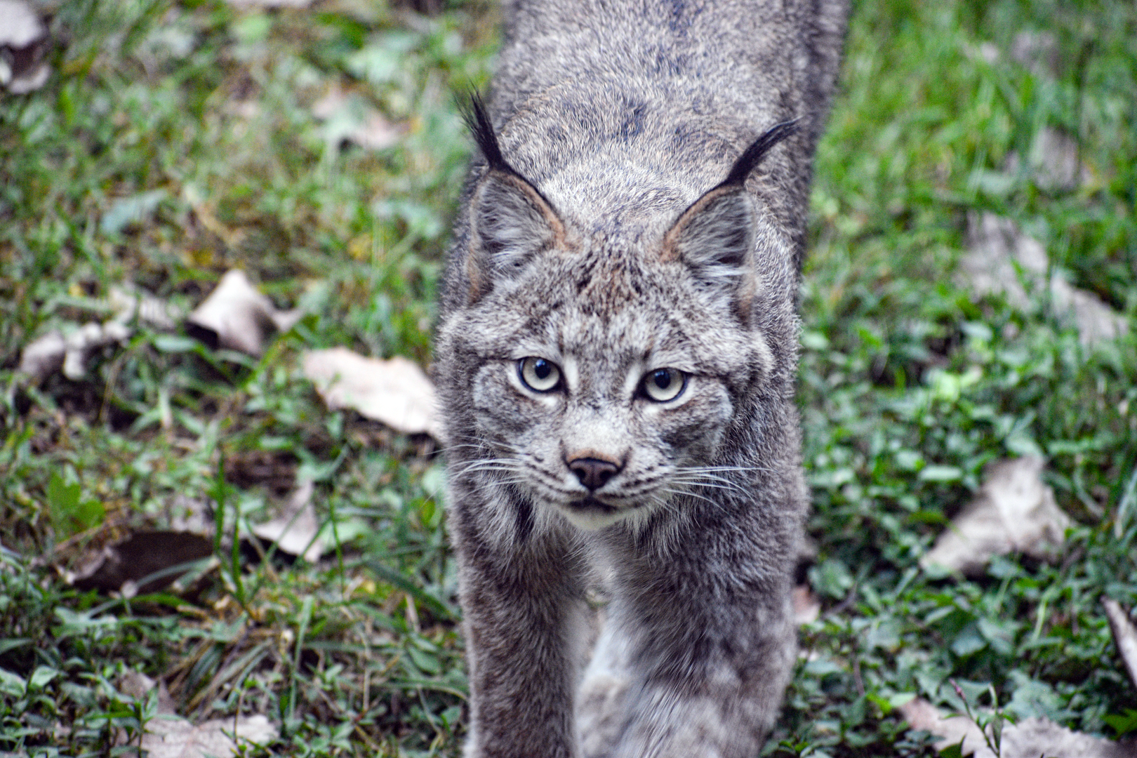 Sep. 2023 - North America - Canada Lynx