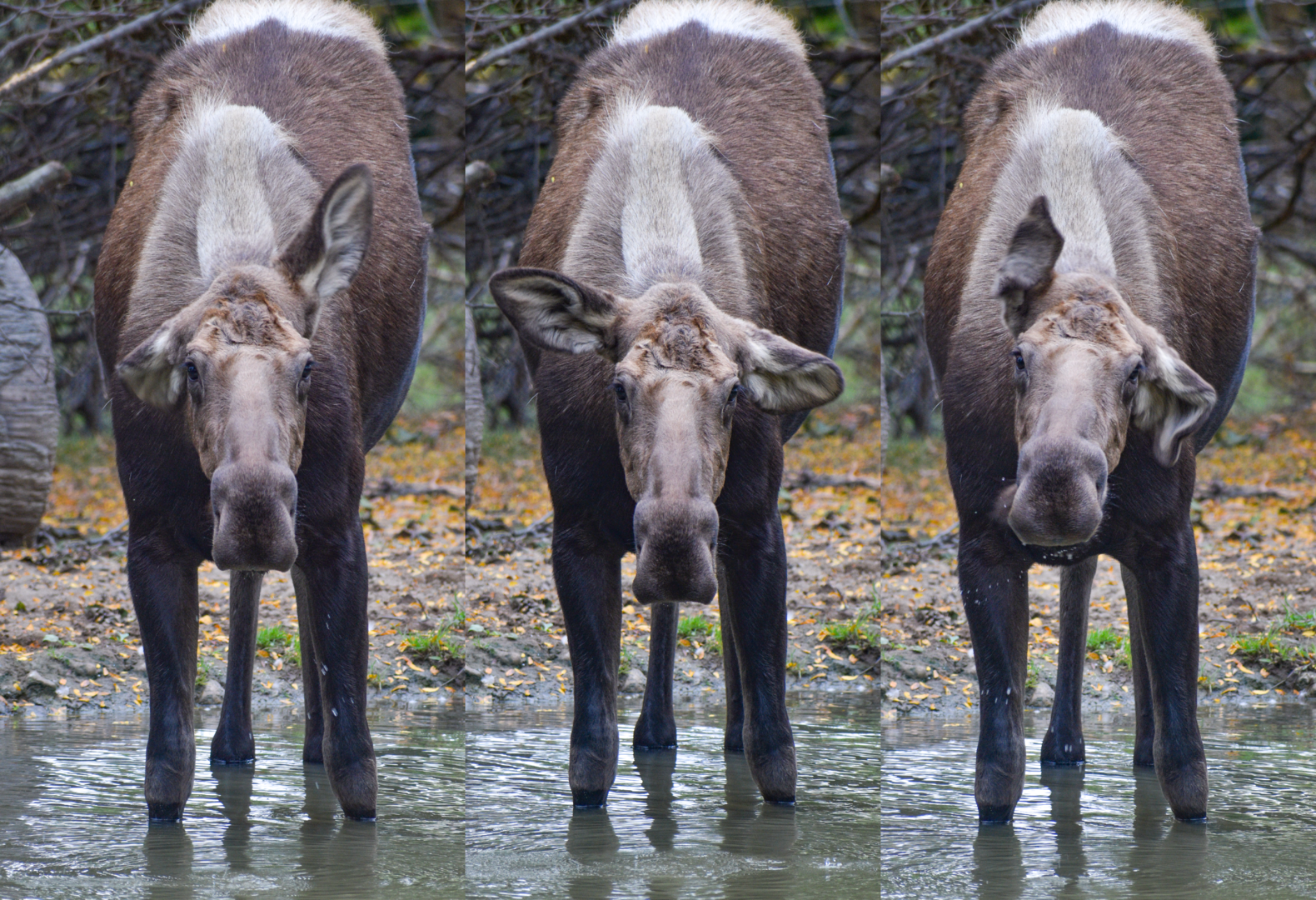 Sep. 2023 - North America - Moose