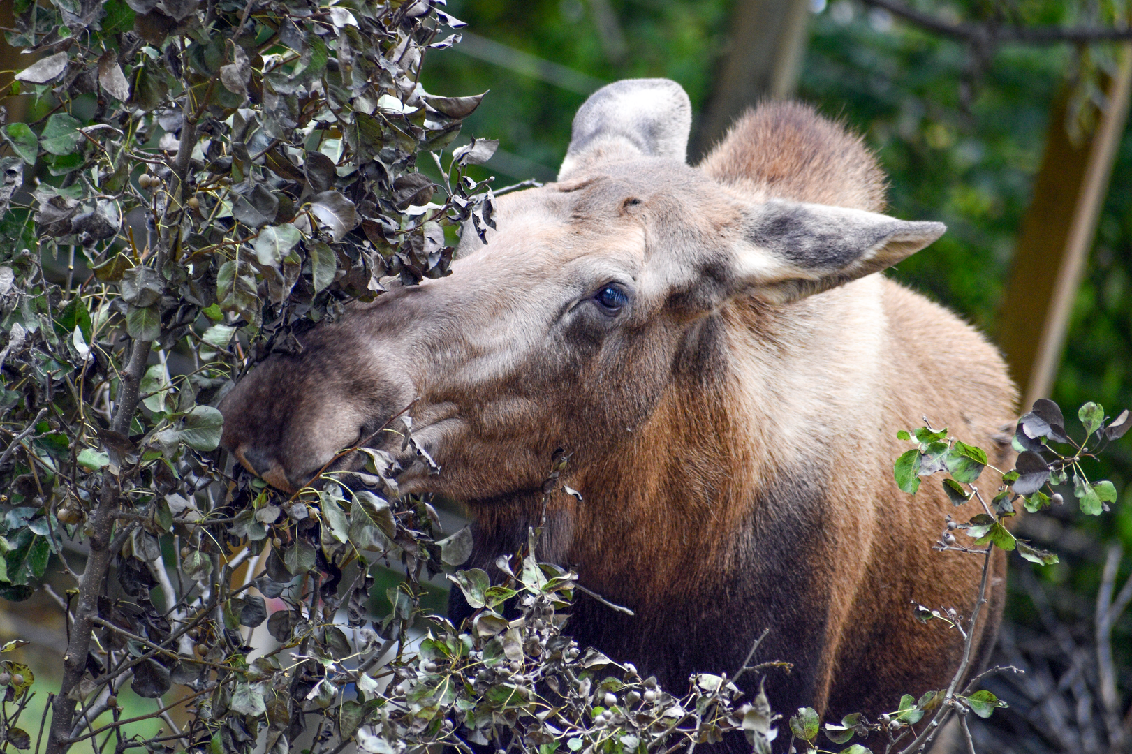 Sep. 2023 - North America - Moose