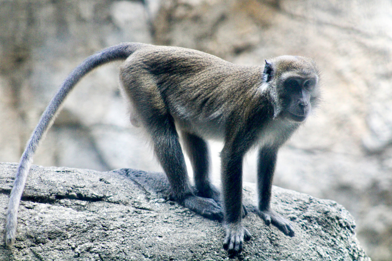 Sep. 2023 - Oceans - Long-tailed Macaque