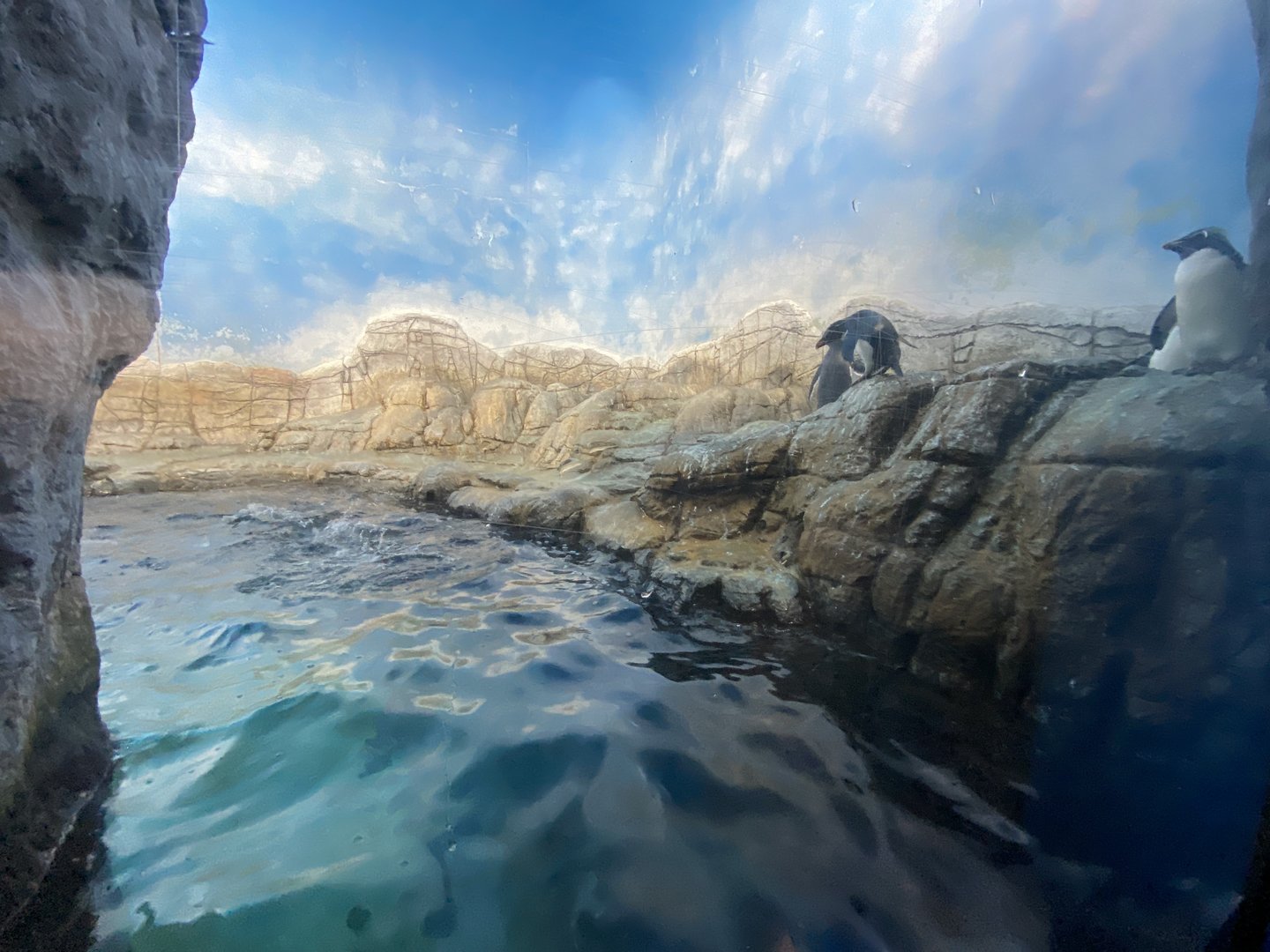 Sep. 2023 - Oceans - Penguin Exhibit (Side Viewing)