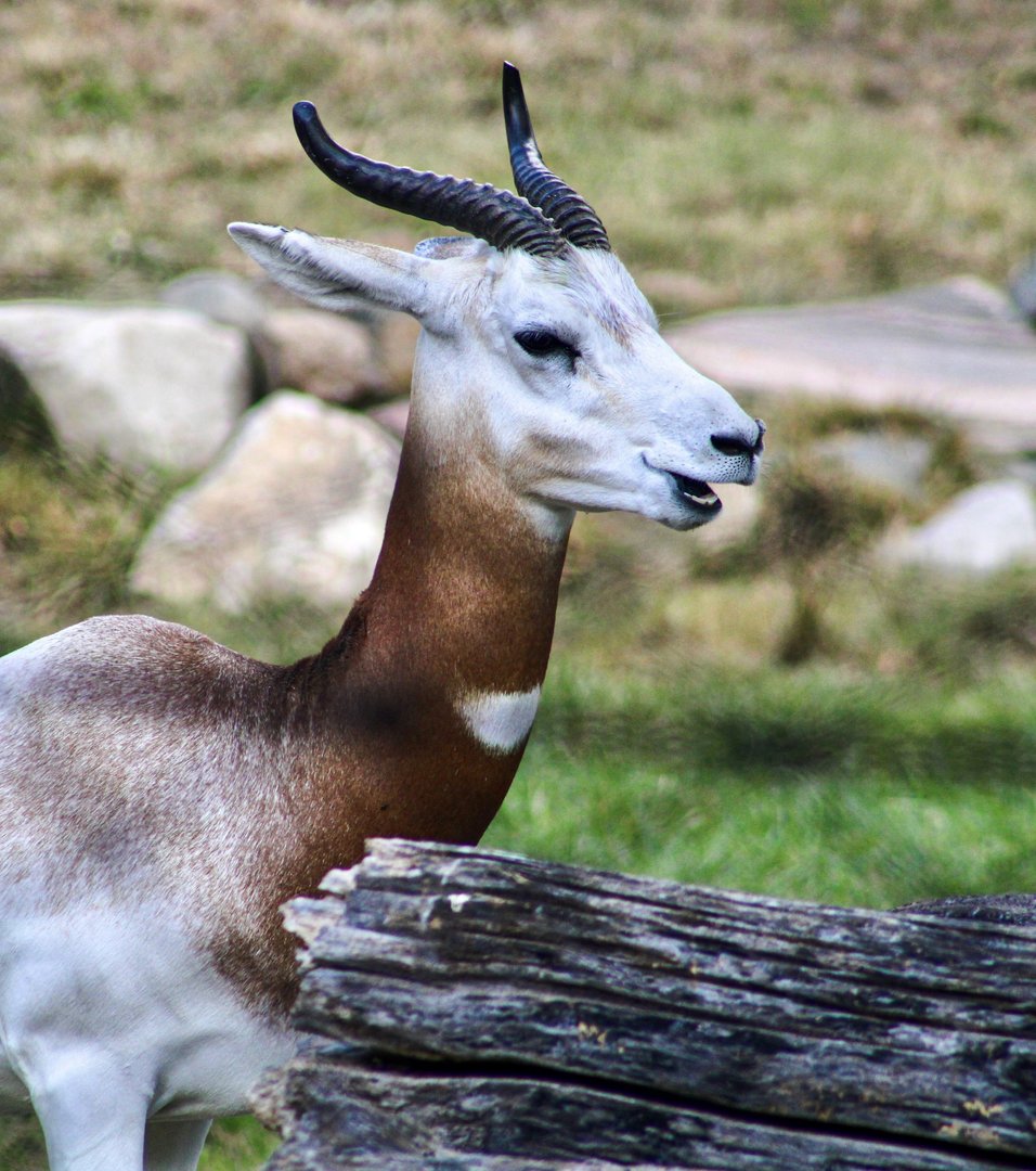 Sep. 2023 - Plains - Addra Gazelle