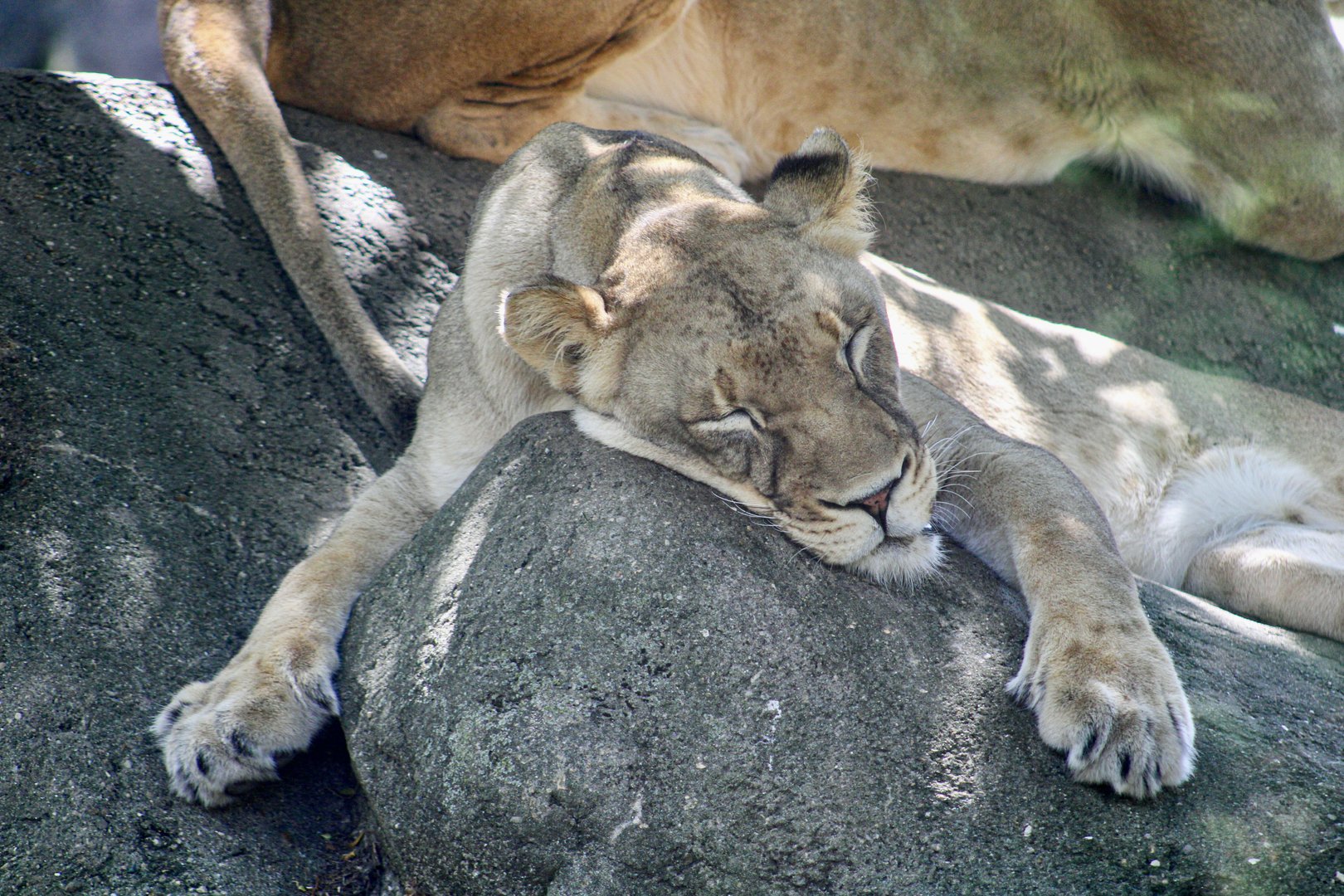 Sep. 2023 - Plains - African Lion