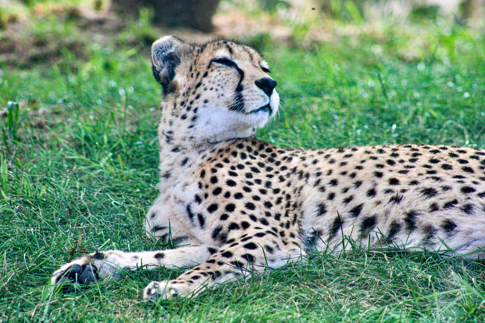 Sep. 2023 - Plains - Cheetah