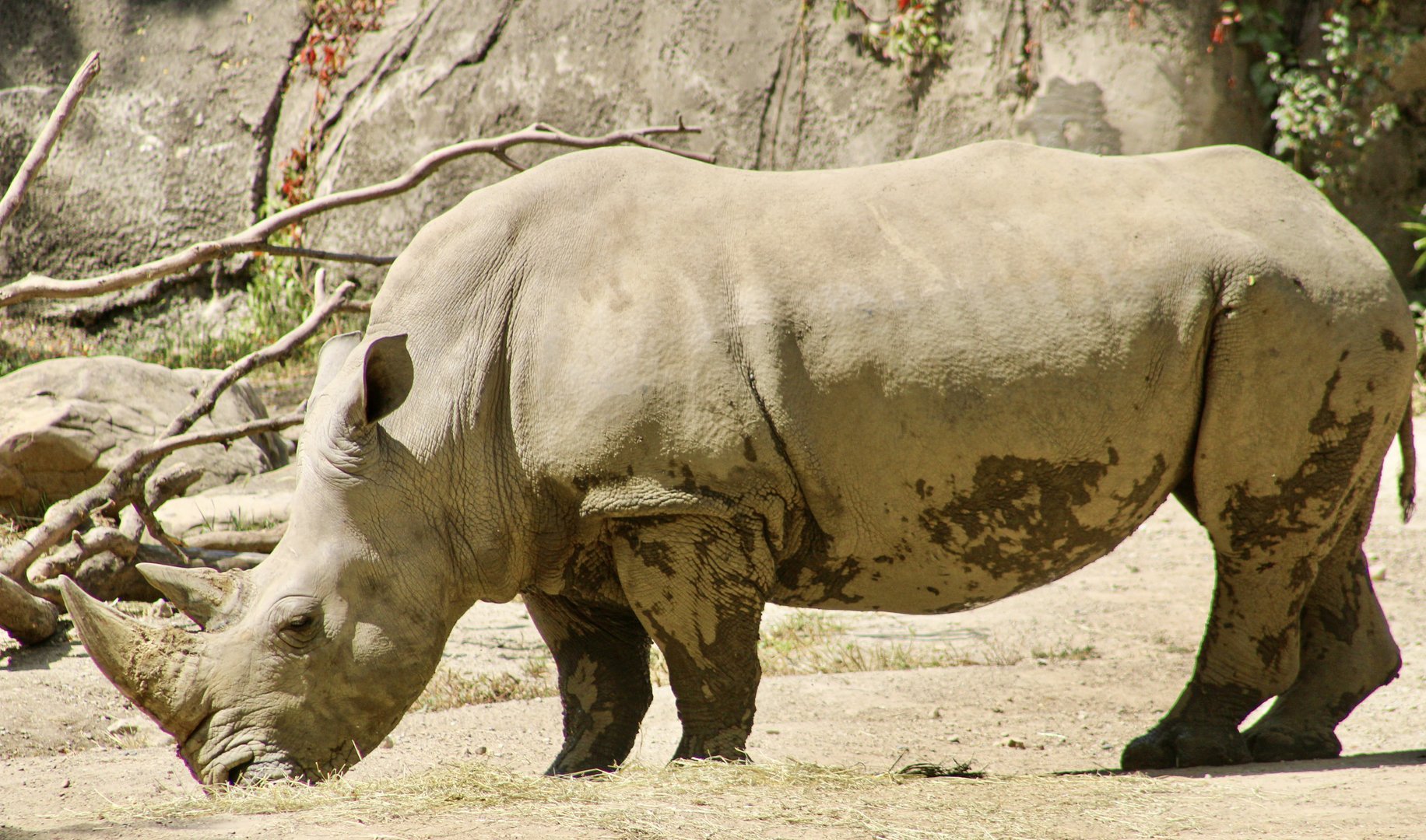Sep. 2023 - Plains - Southern White Rhino