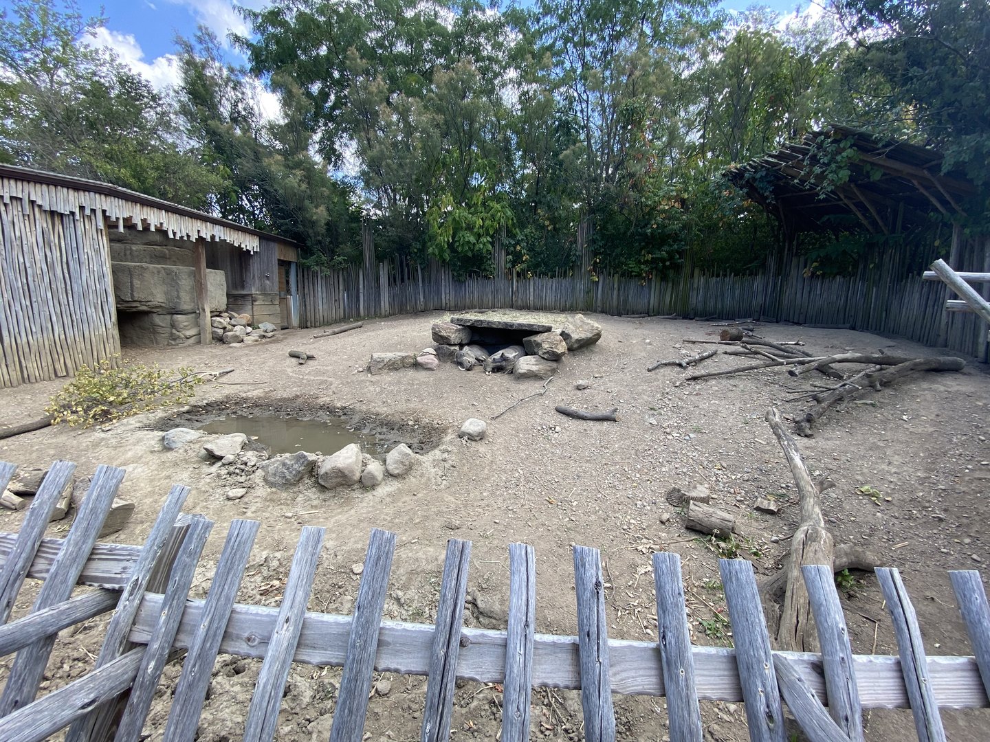 Sep. 2023 - Plains - Warthog/Cape Porcupine Exhibit