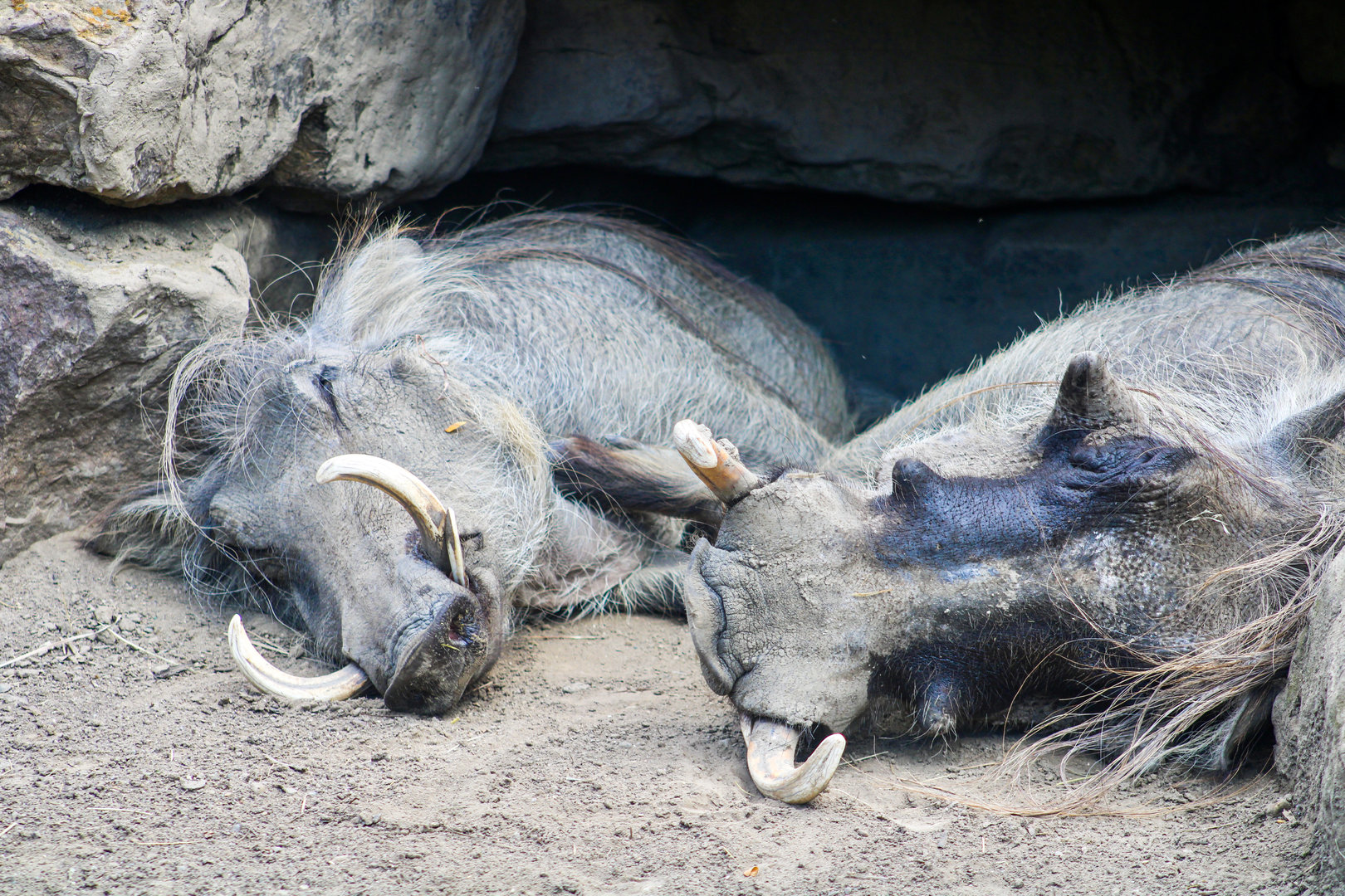 Sep. 2023 - Plains - Warthogs