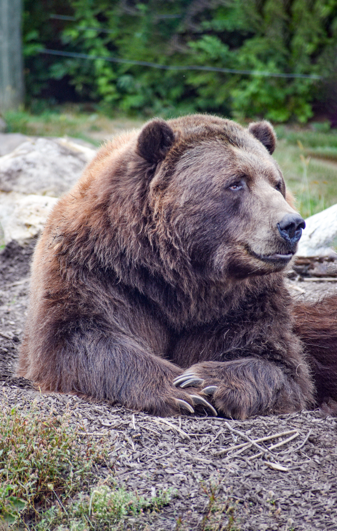 Sep. 2023 - Polar Frontier - Alaskan Brown Bear