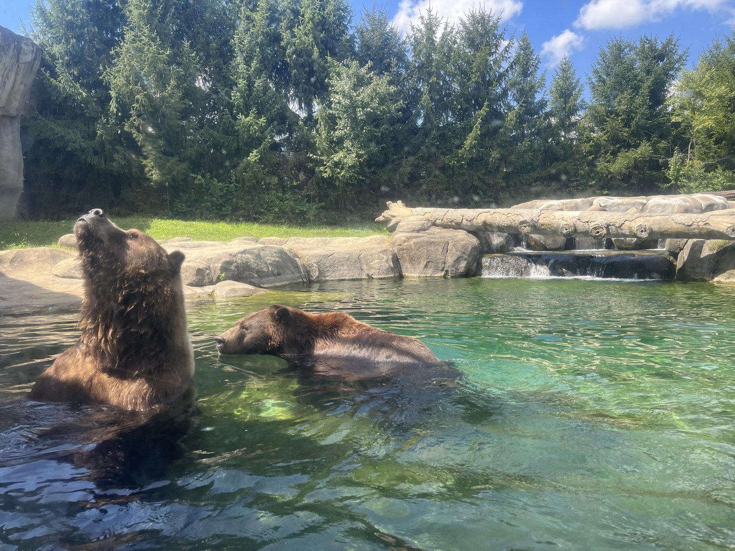 Sep. 2023 - Polar Frontier - Brown Bears (Ursus arctos)