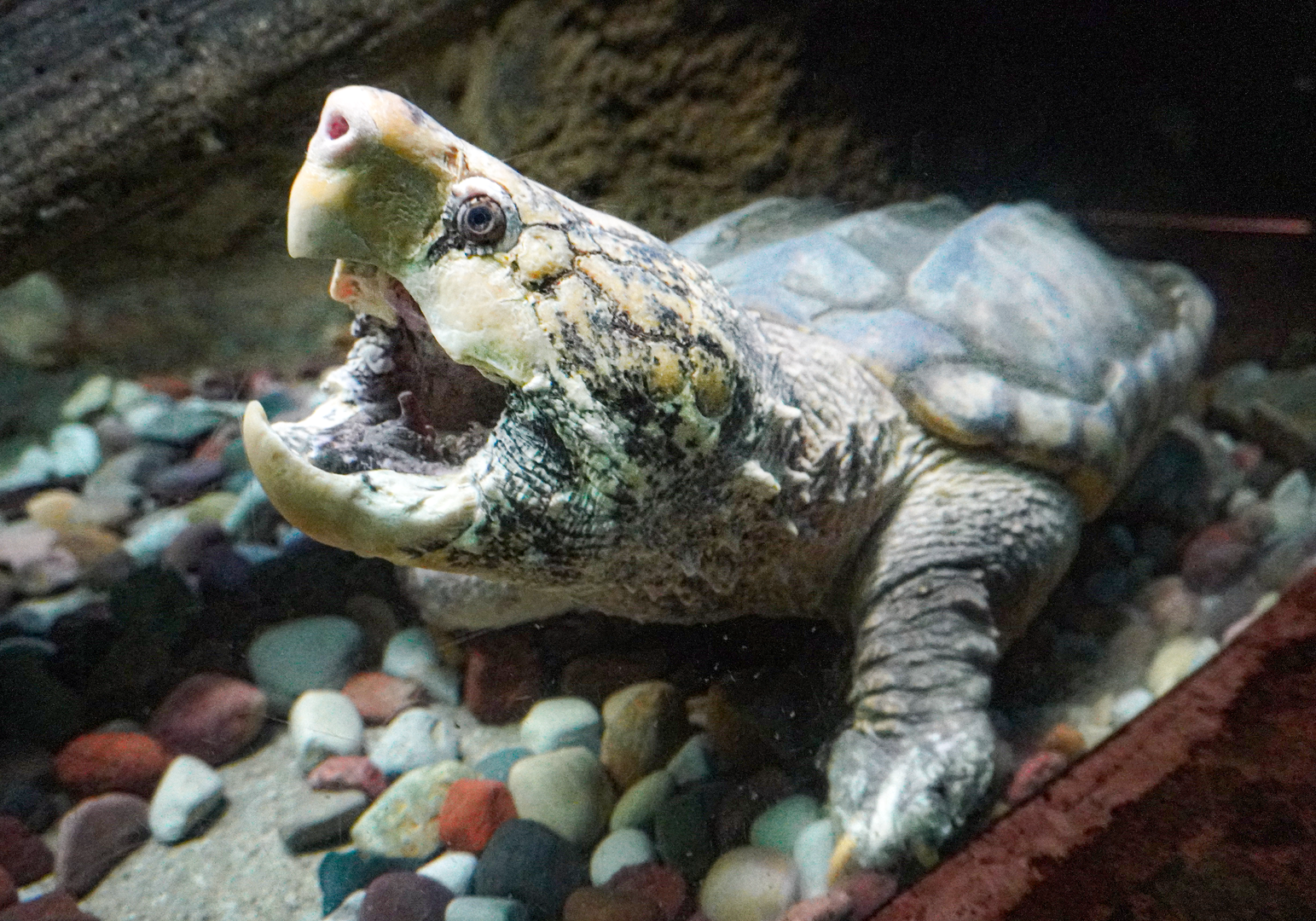 Sep. 2023 - Reptile House - Alligator Snapping Turtle