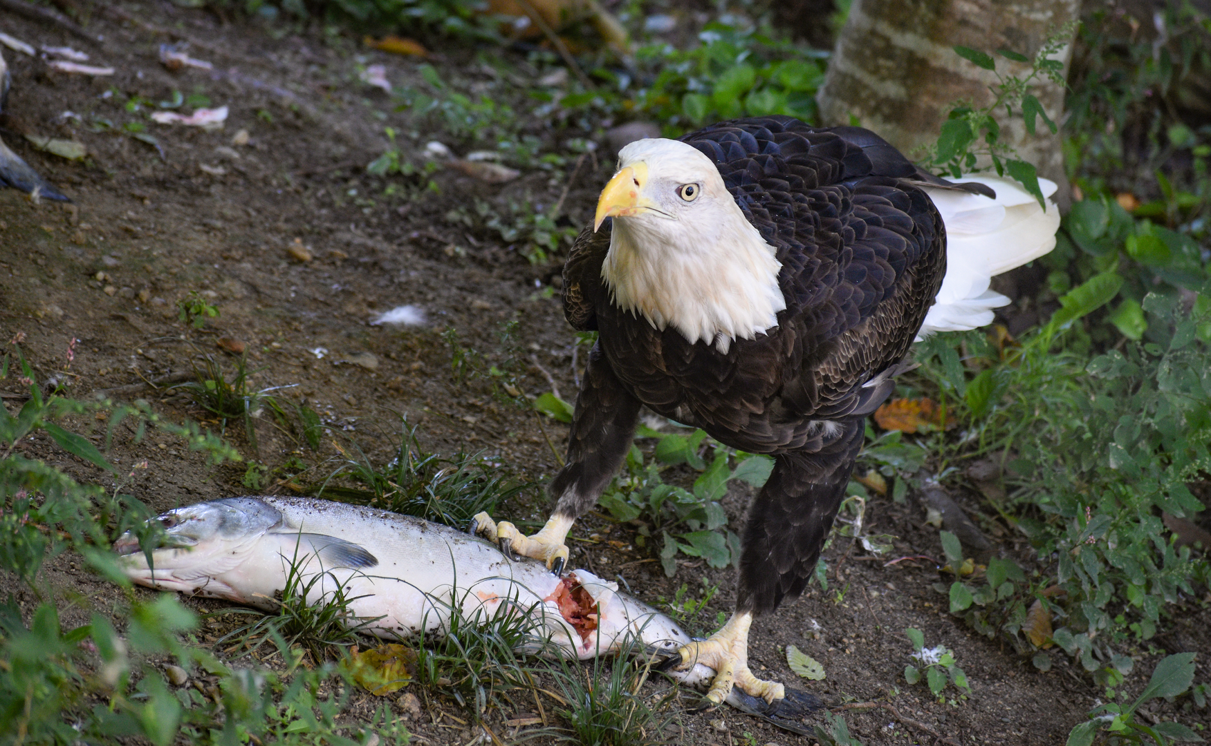 Sep. 2023 - Reptile House - Bald Eagle & their "kill"