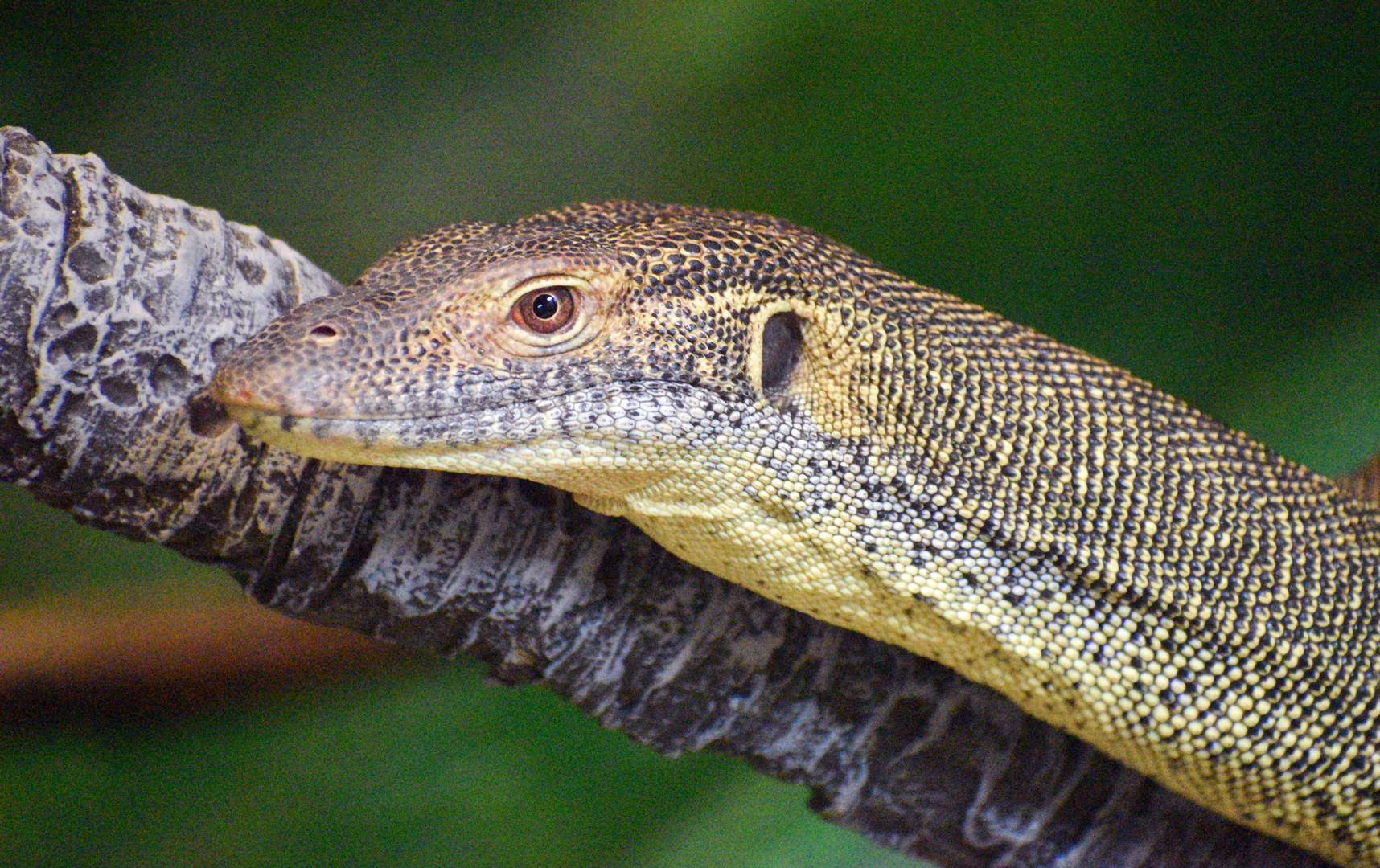 Sep. 2023 - Reptile House - Merten's Water Monitor