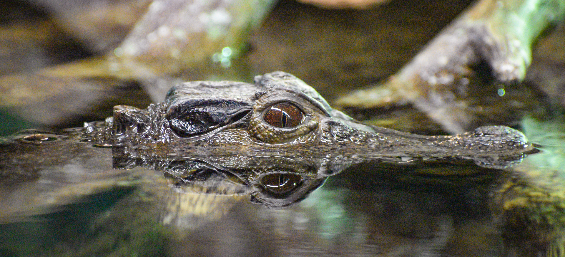 Sep. 2023 - Reptile House - Smooth-fronted Caiman