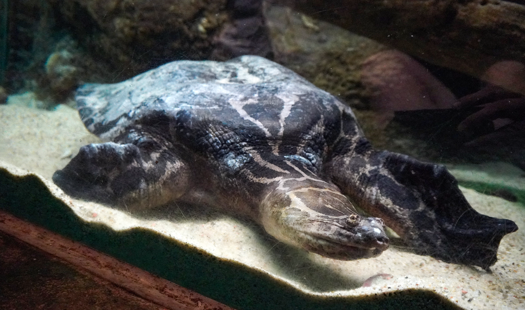 Sep. 2023 - Reptile House - Striped Narrow-headed Softshell Turtle