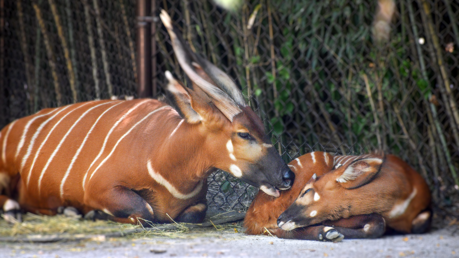 Sep. 2023 - Rhino Reserve - Stevie & Beaudan