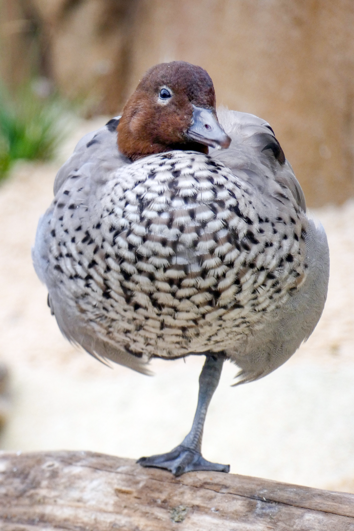 Sep. 2023 - Roo Valley - Australian Wood Duck