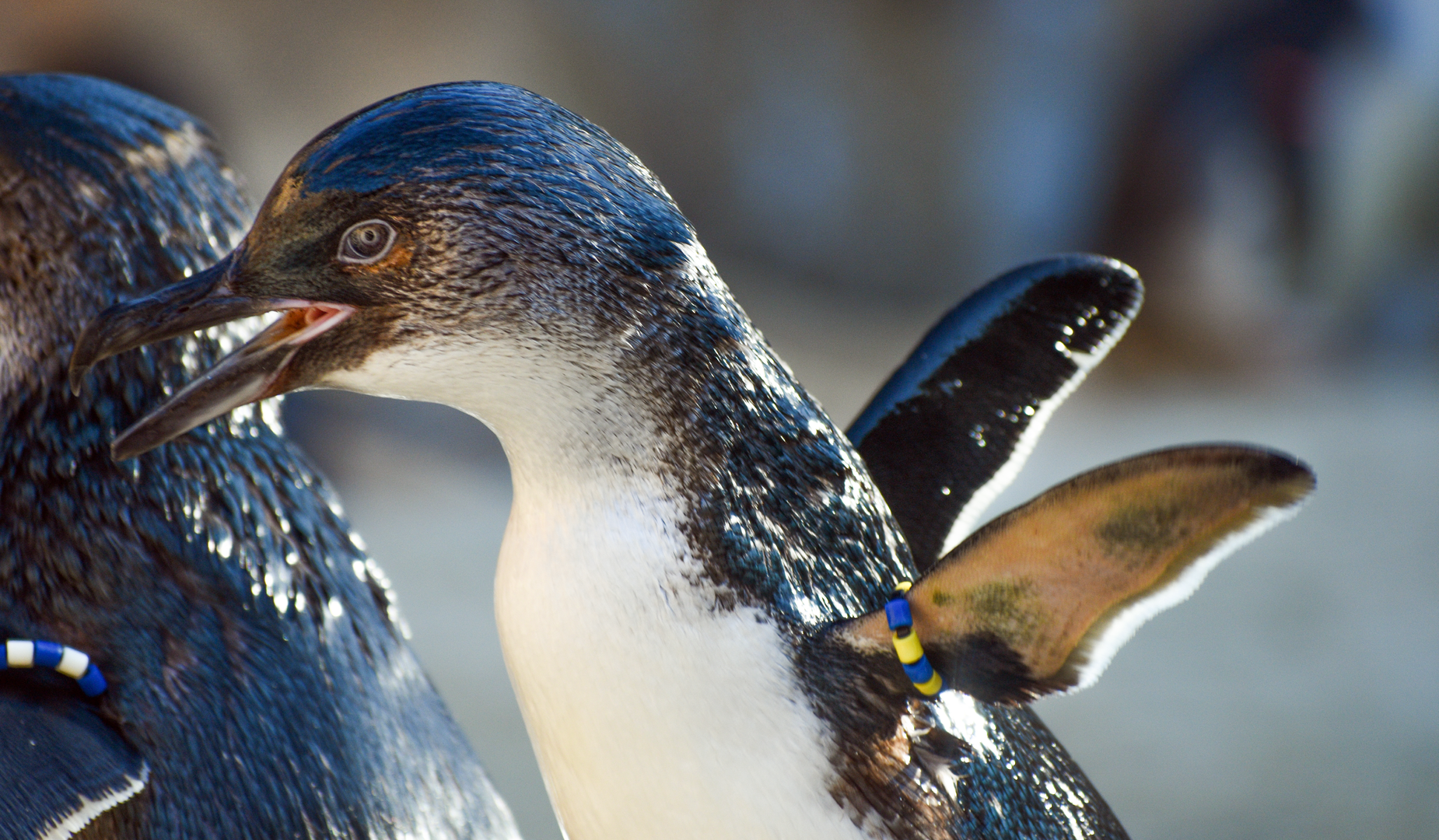 Sep. 2023 - Roo Valley - Little Blue Penguin
