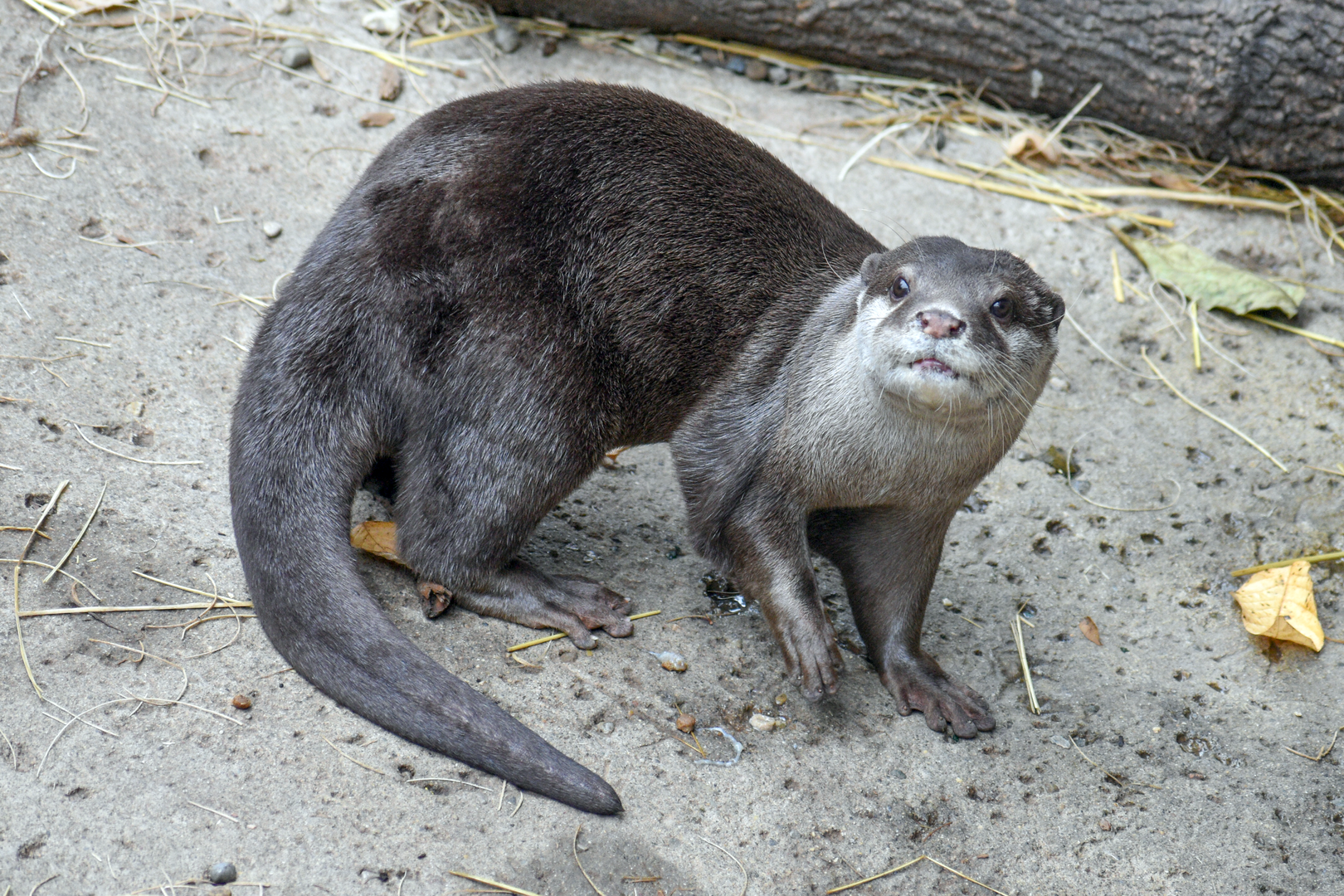 Sep. 2023 - Voyage to Australia & the Islands - Asian Small-clawed Otter