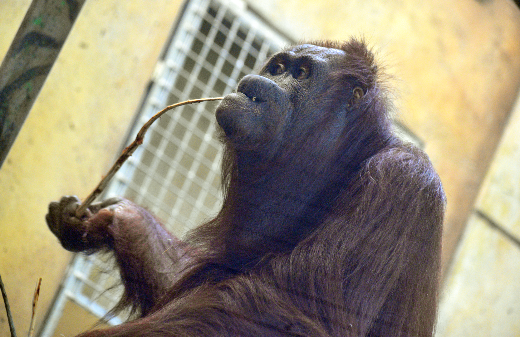 Sep. 2023 - Voyage to Australia & the Islands - Orangutan