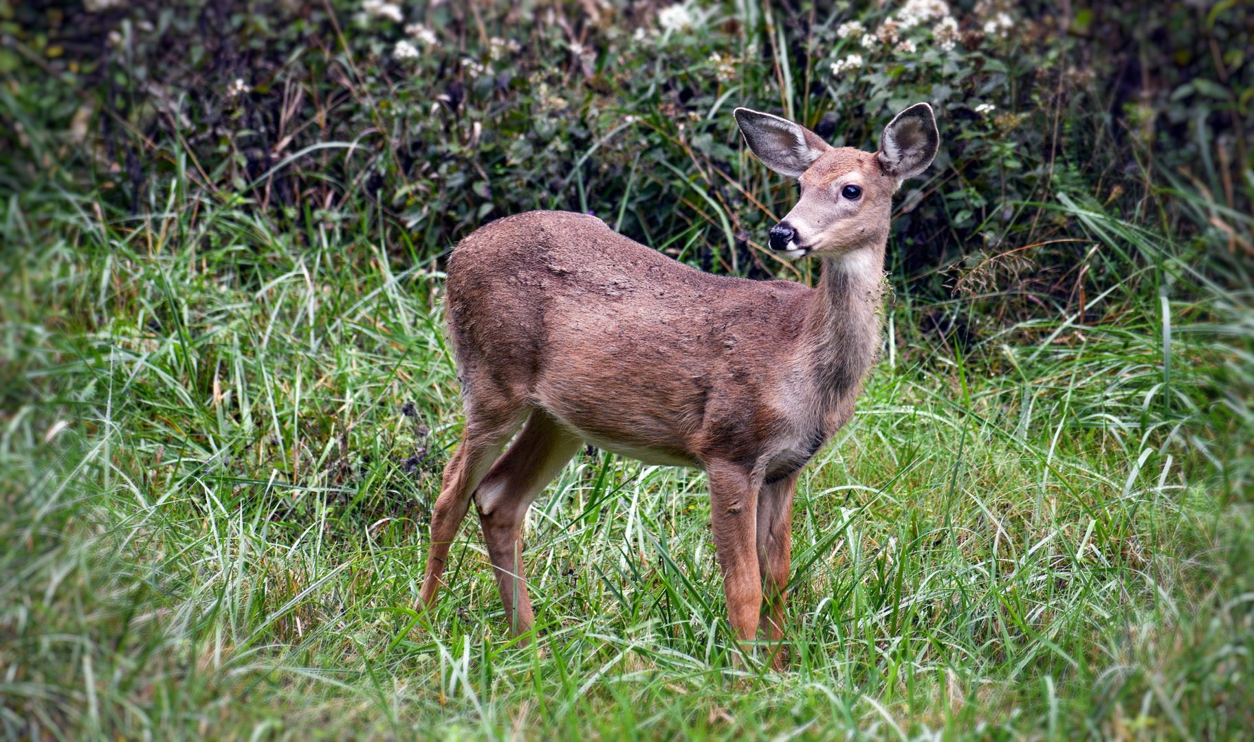 Sep. 2023 - White-tailed Deer Fawn