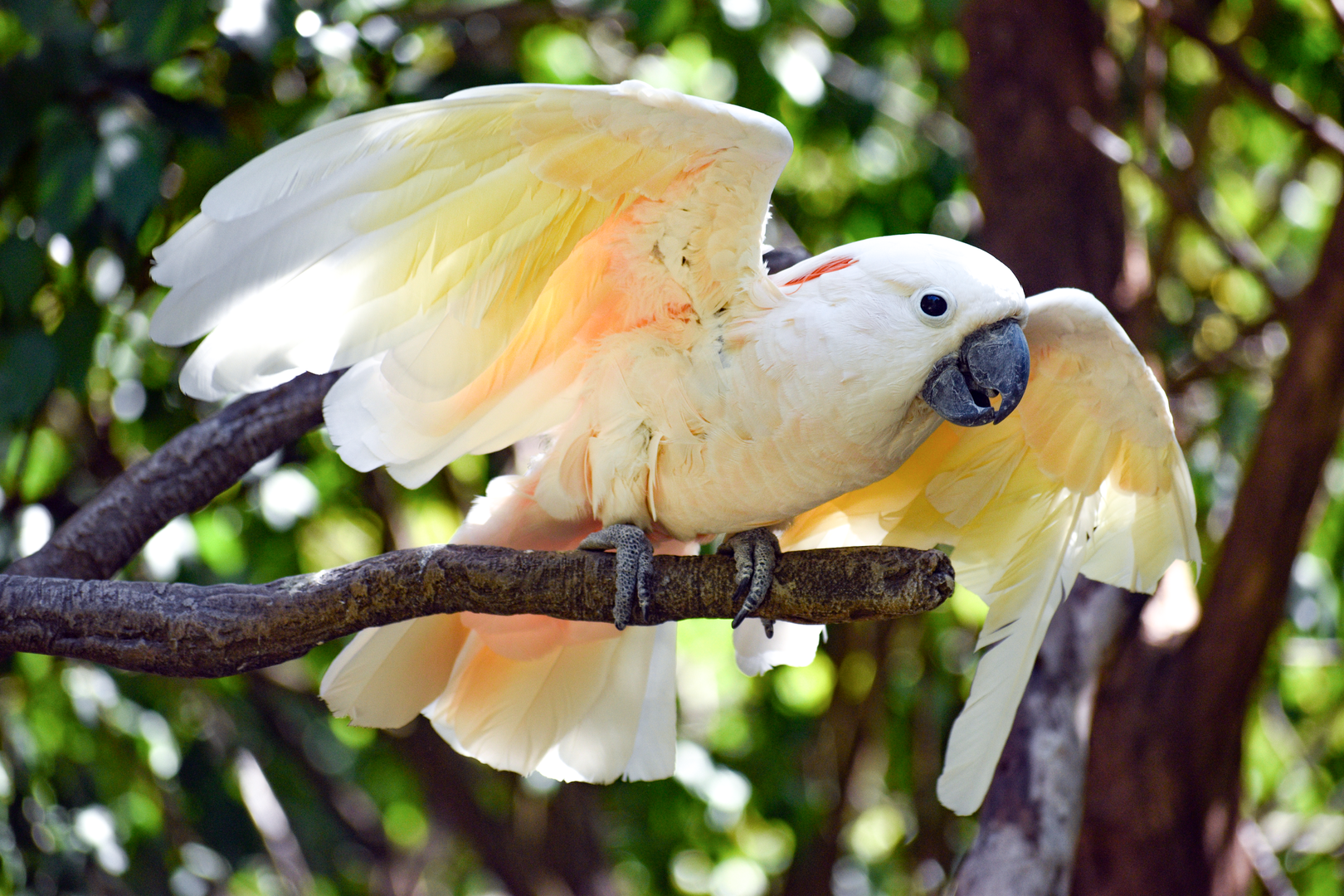 Sep. 2023 - Wings of the World - Salmon-crested Cockatoo (Sammy)