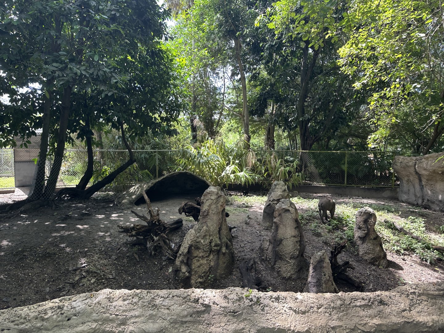 Sep. 2025 - Amazon & Beyond - Babirusa Enclosure (temporary)