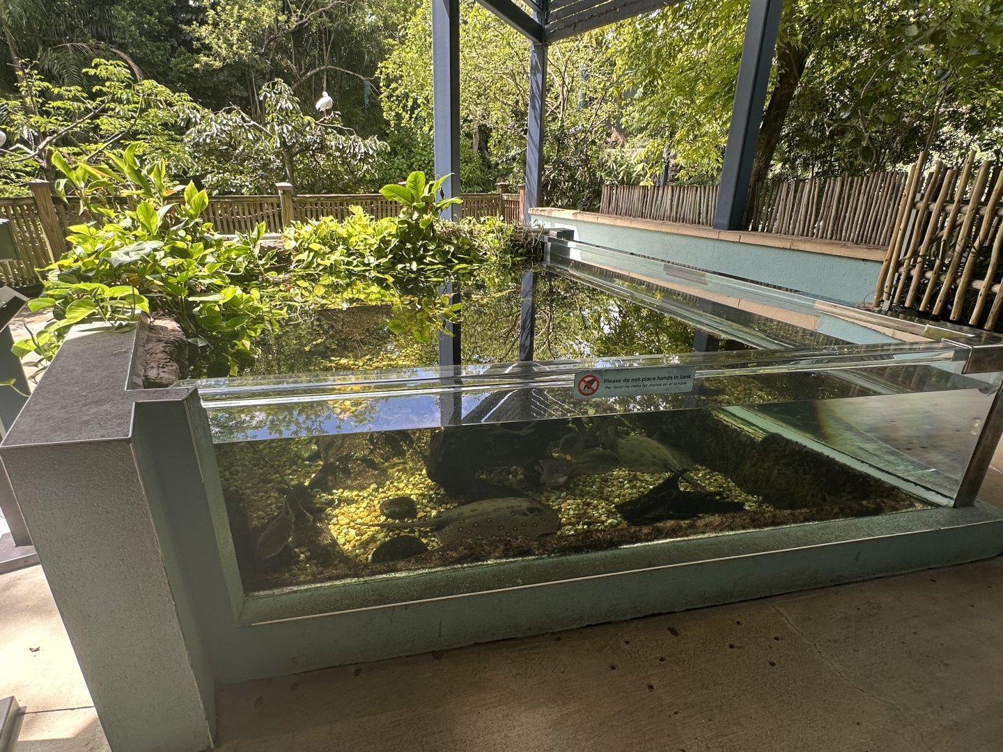 Sep. 2025 - Amazon & Beyond - Outdoor Stingray Pool