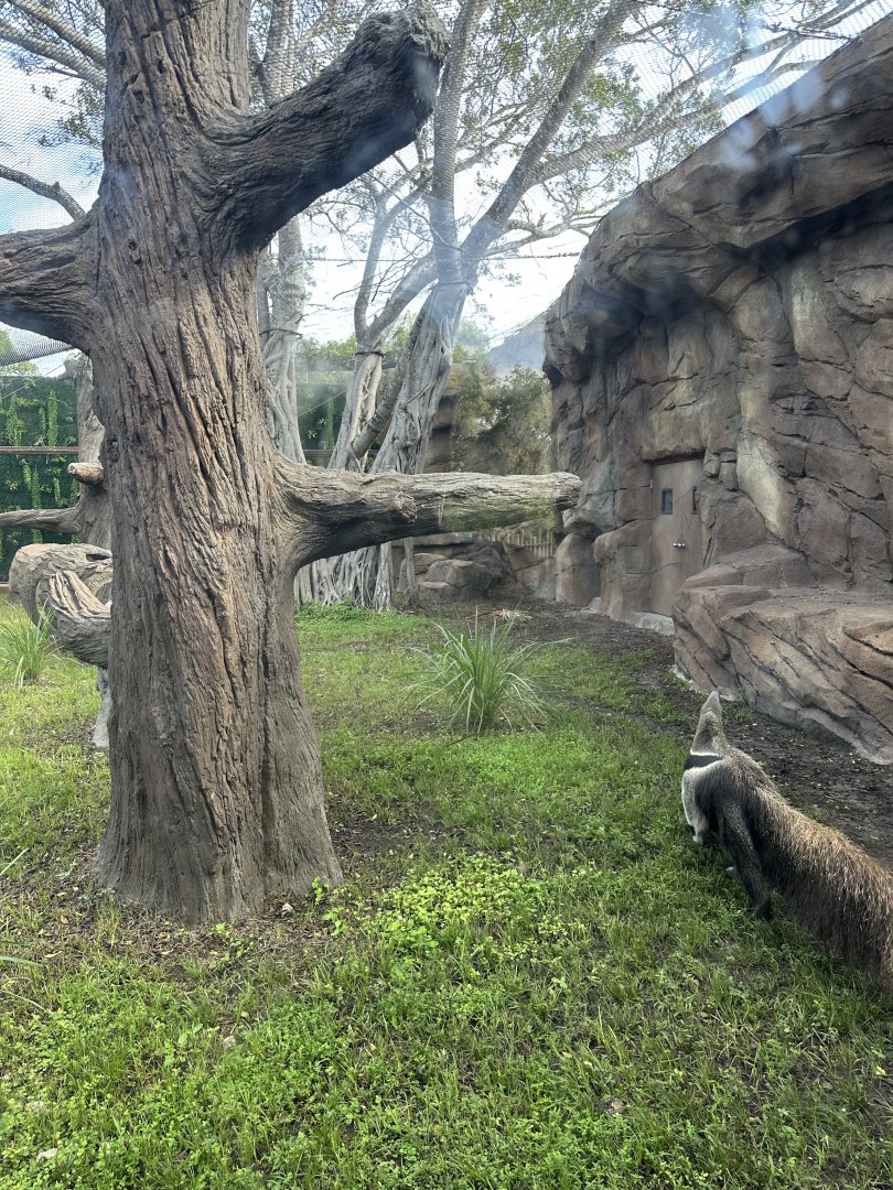 Sep. 2025 - Ambassador Animal Yard (Anteater)