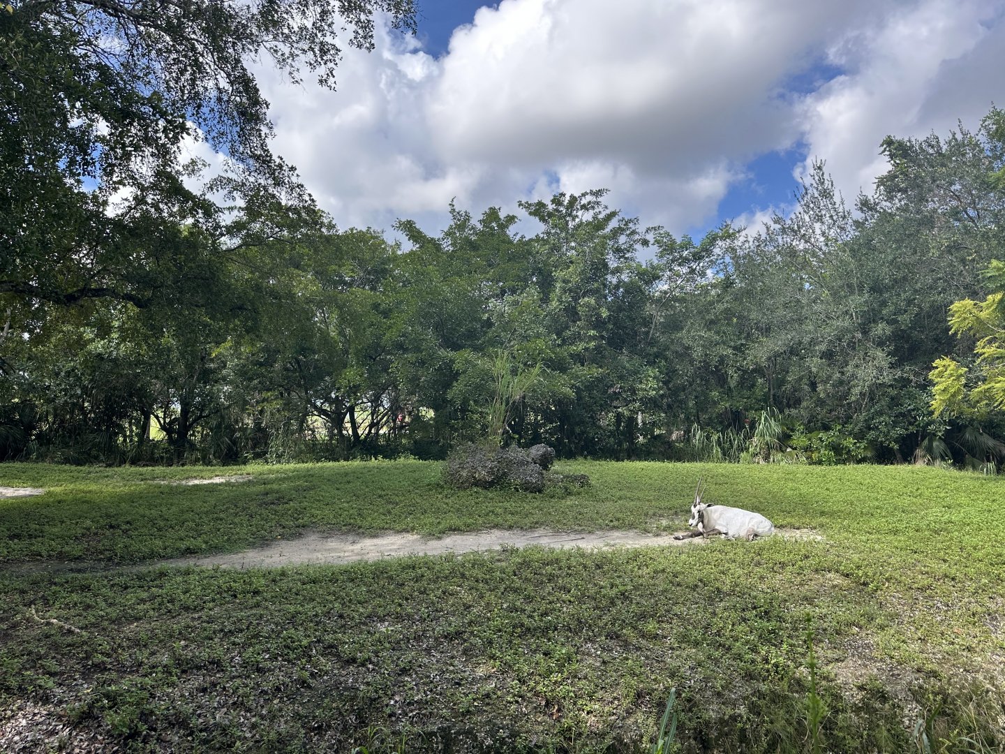 Sep. 2025 - Arabian Oryx Enclosure