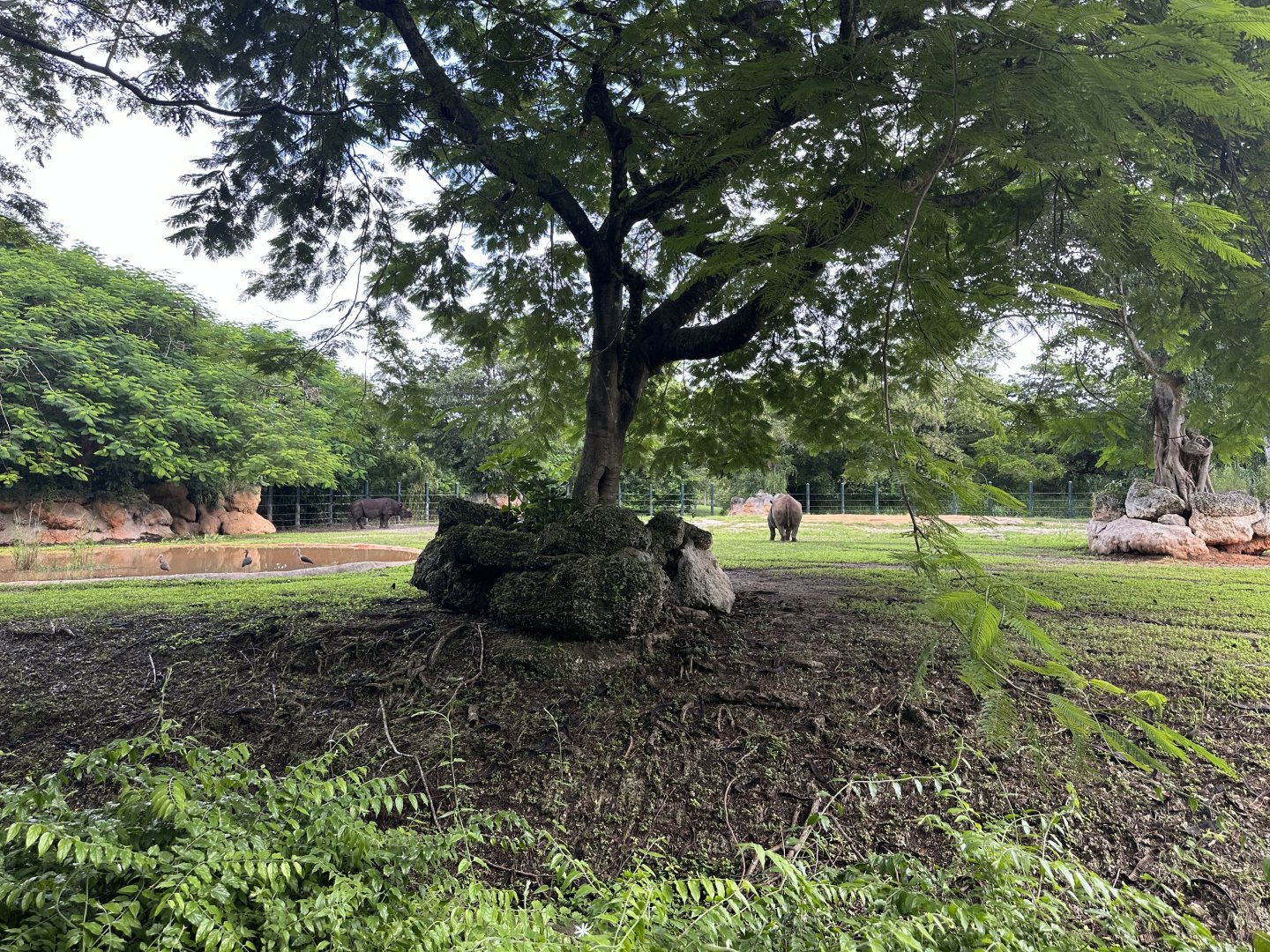 Sep. 2025 - Black Rhino Enclosure