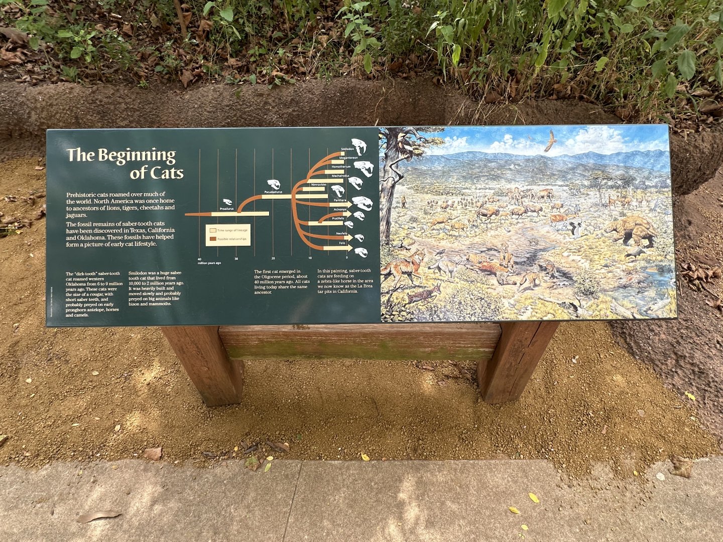 Sep. 2025 - Cat Forest - Additional Signage