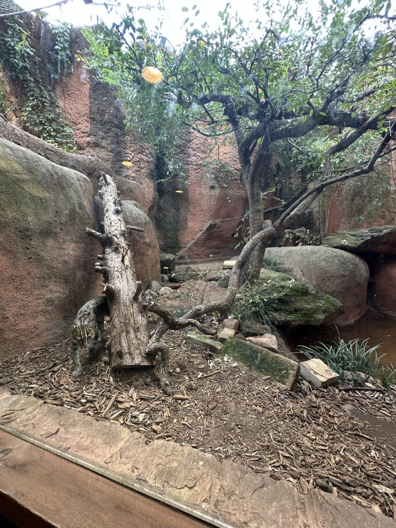 Sep. 2025 - Cat Forest - Fishing Cat Enclosure