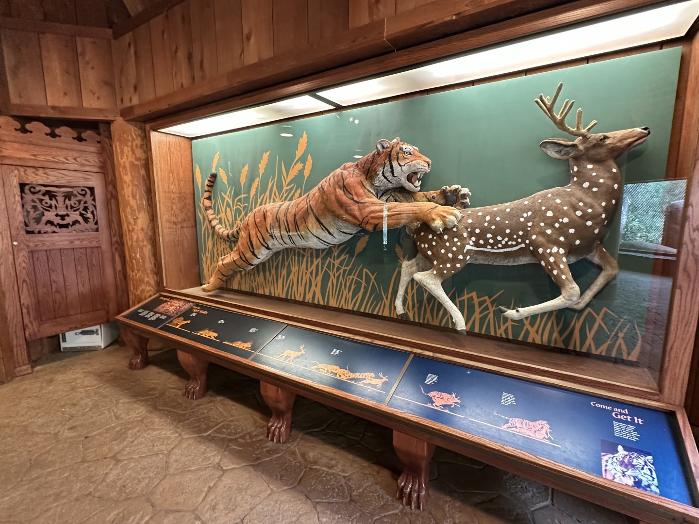 Sep. 2025 - Cat Forest - Tiger Center