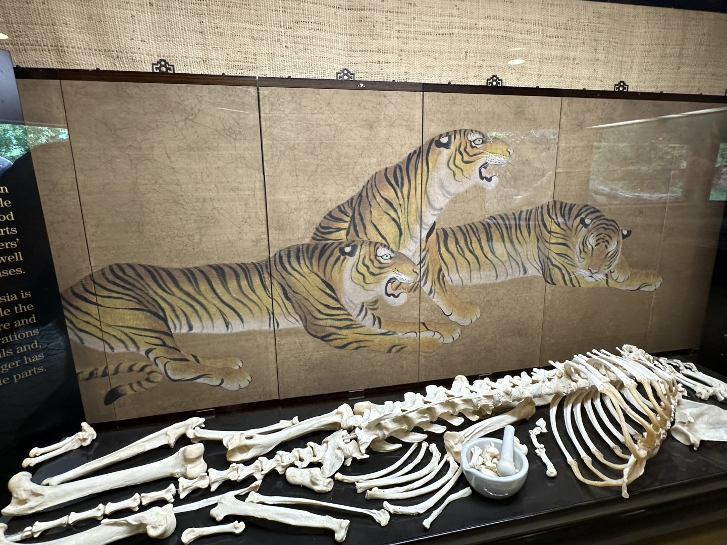 Sep. 2025 - Cat Forest - Tiger Center