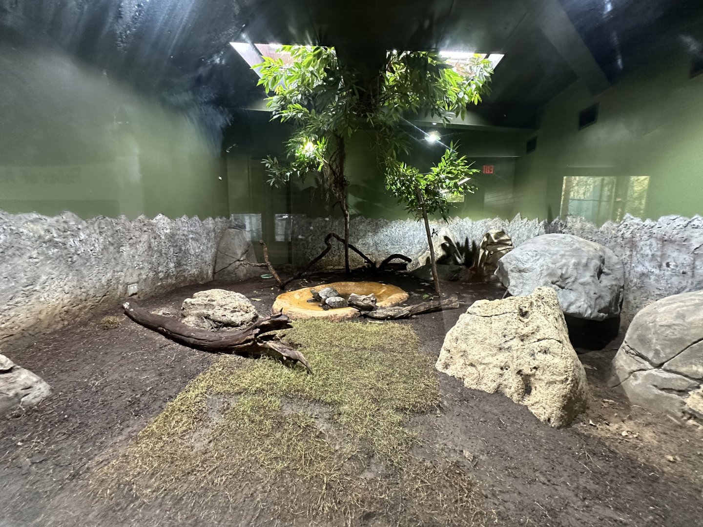 Sep. 2025 - Conservation Center - Asian Mountain Tortoise Enclosure