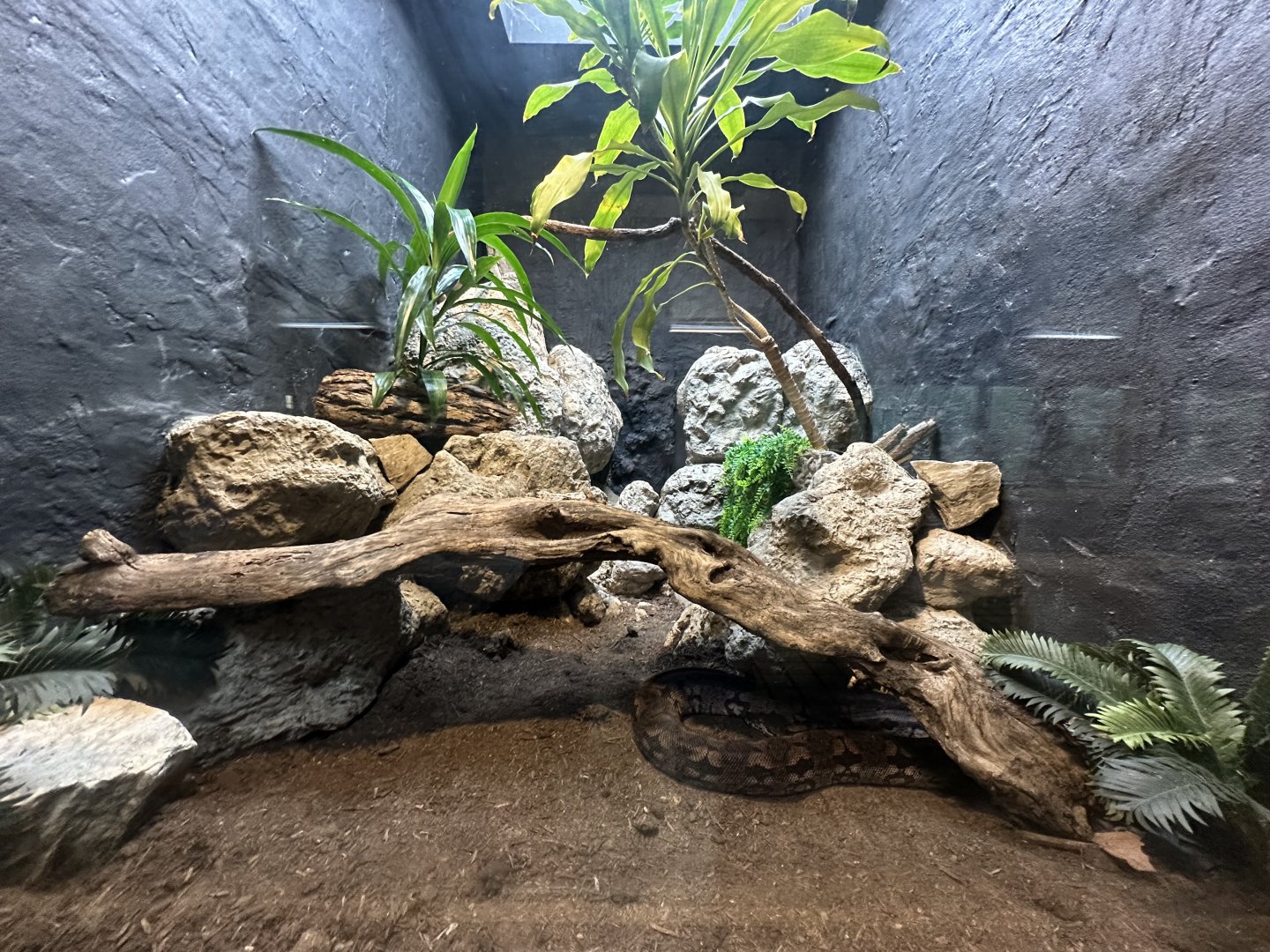 Sep. 2025 - Conservation Center - Dumeril’s Boa Terrarium