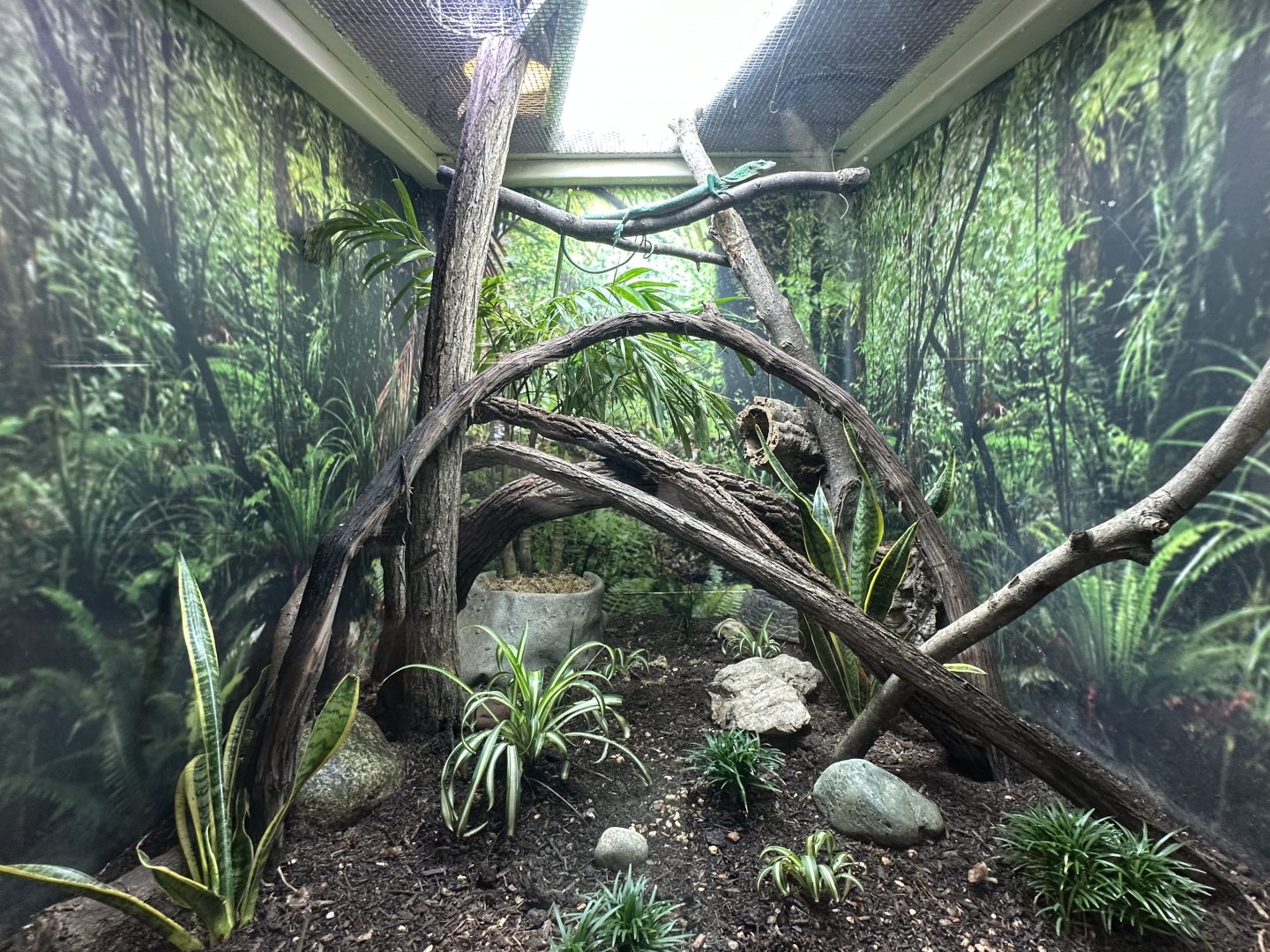 Sep. 2025 - Conservation Center - Emerald (Tree) Monitor Terrarium