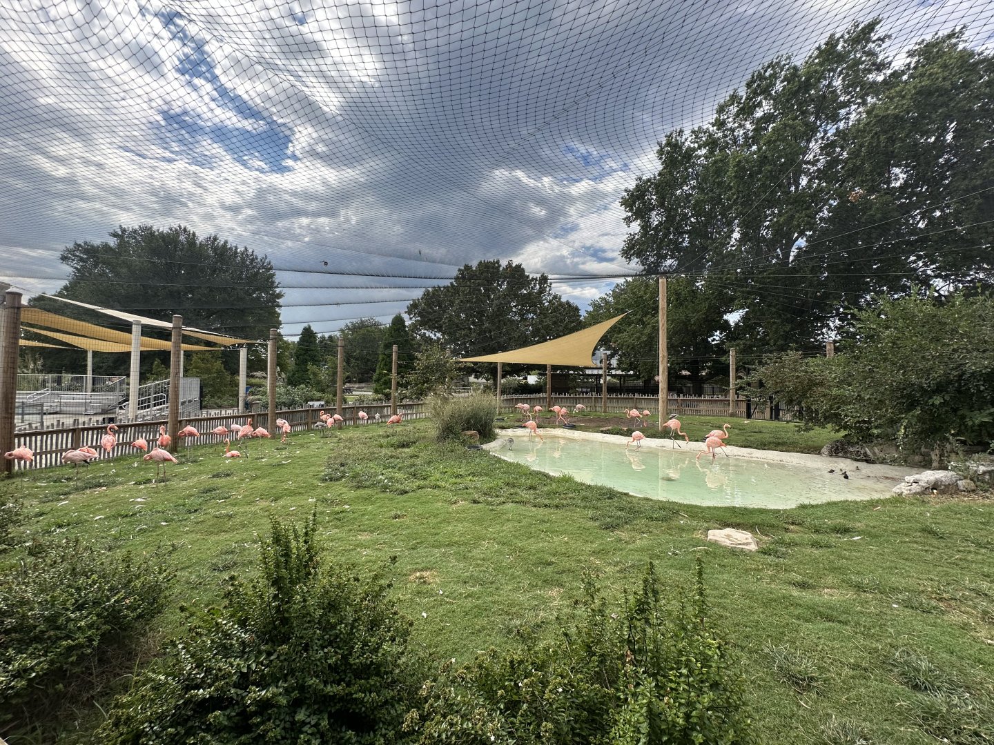 Sep. 2025 - Conservation Center - Flamingo Aviary