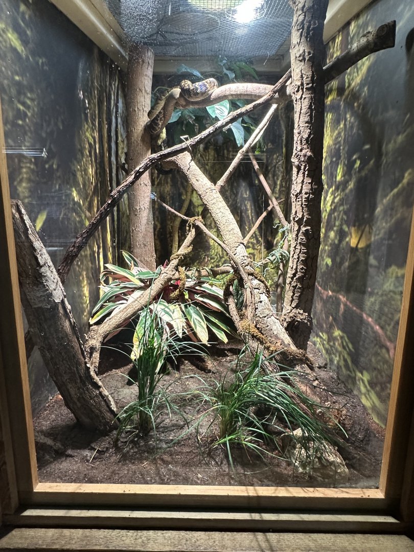 Sep. 2025 - Conservation Center - Jamaican Boa Terrarium