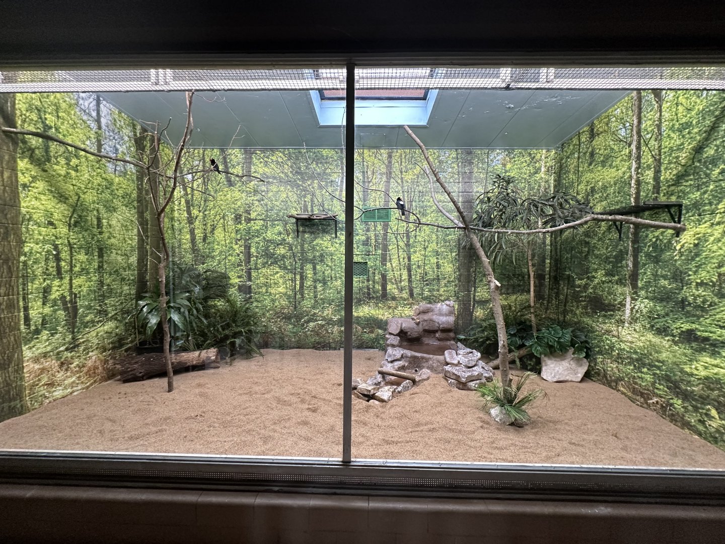 Sep. 2025 - Conservation Center - Typical Bird Display