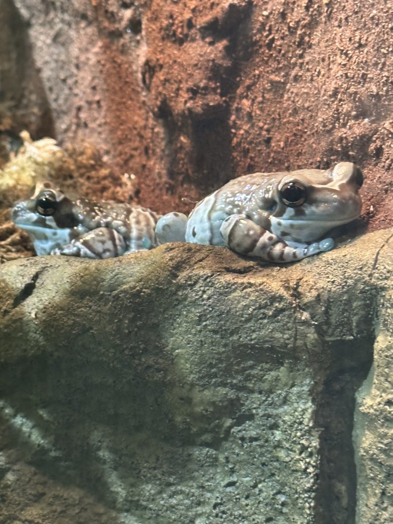 Sep. 2025 - Daytona Aquarium - Amazon Milk Frogs (T. resinifictrix)
