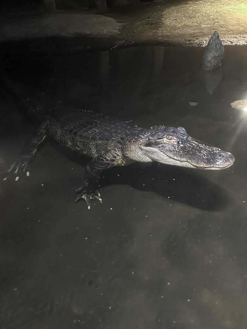 Sep. 2025 - Daytona Aquarium - American Alligator (A. mississippiensis)