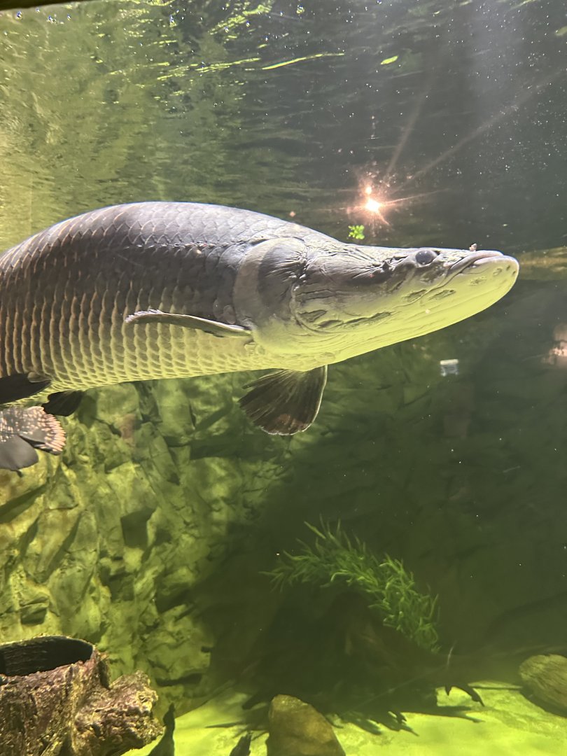 Sep. 2025 - Daytona Aquarium - Arapaima (A. gigas)