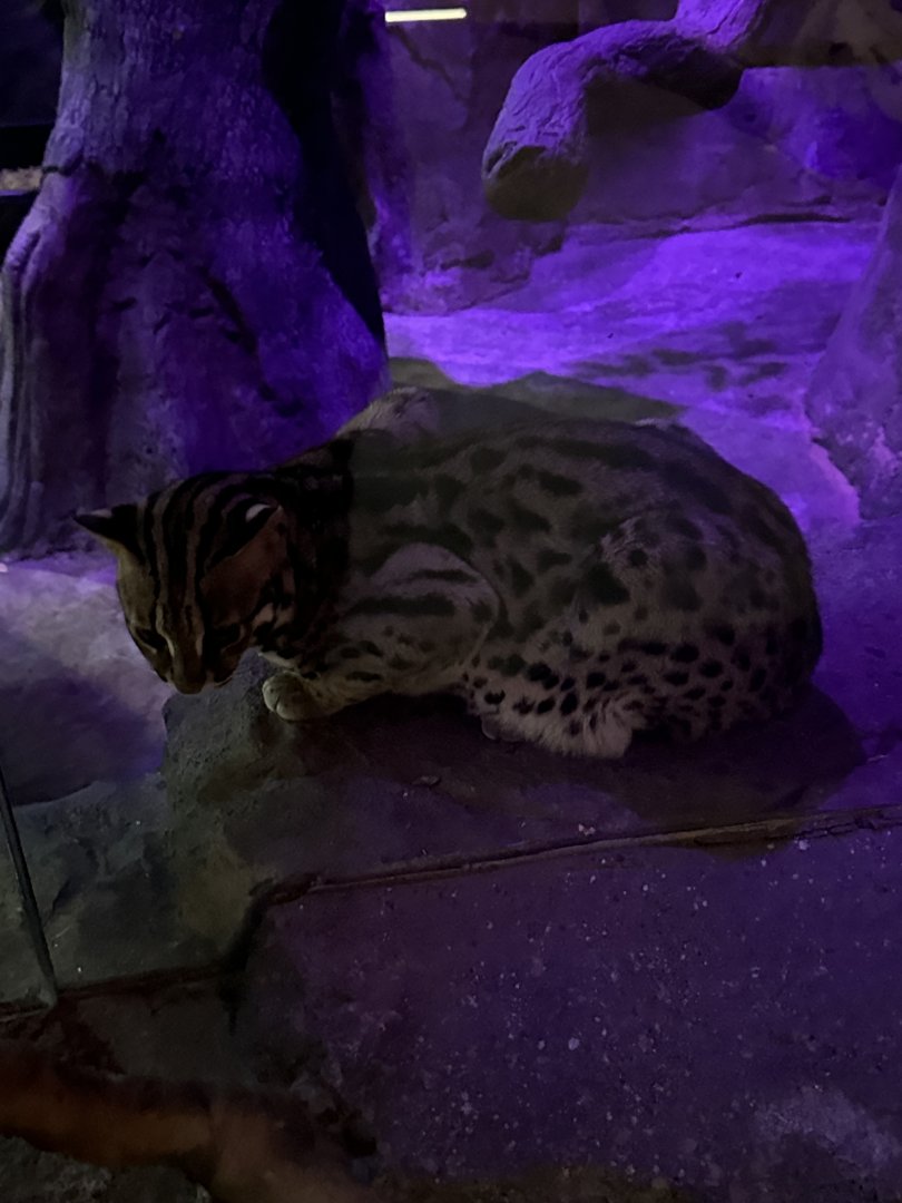 Sep. 2025 - Daytona Aquarium - Asian Leopard Cat (P. bengalensis)