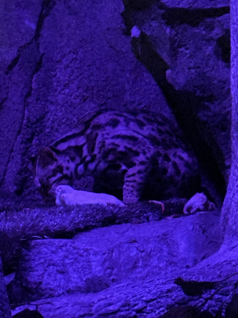 Sep. 2025 - Daytona Aquarium - Asian Leopard Cat (P. bengalensis)